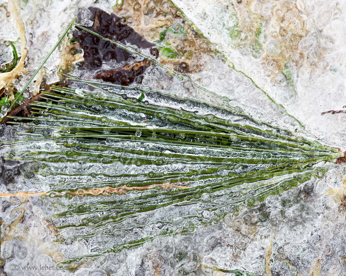 Pine Sprig in New Ice