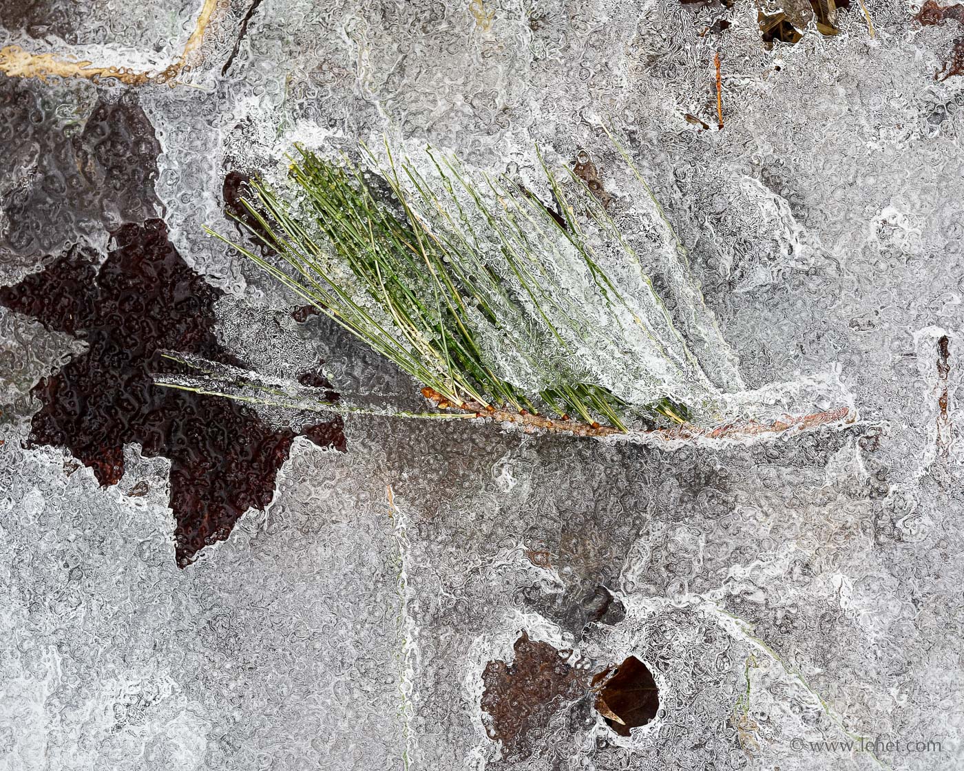 Pine Sprig in Spring Ice with Brown Maple Leaf