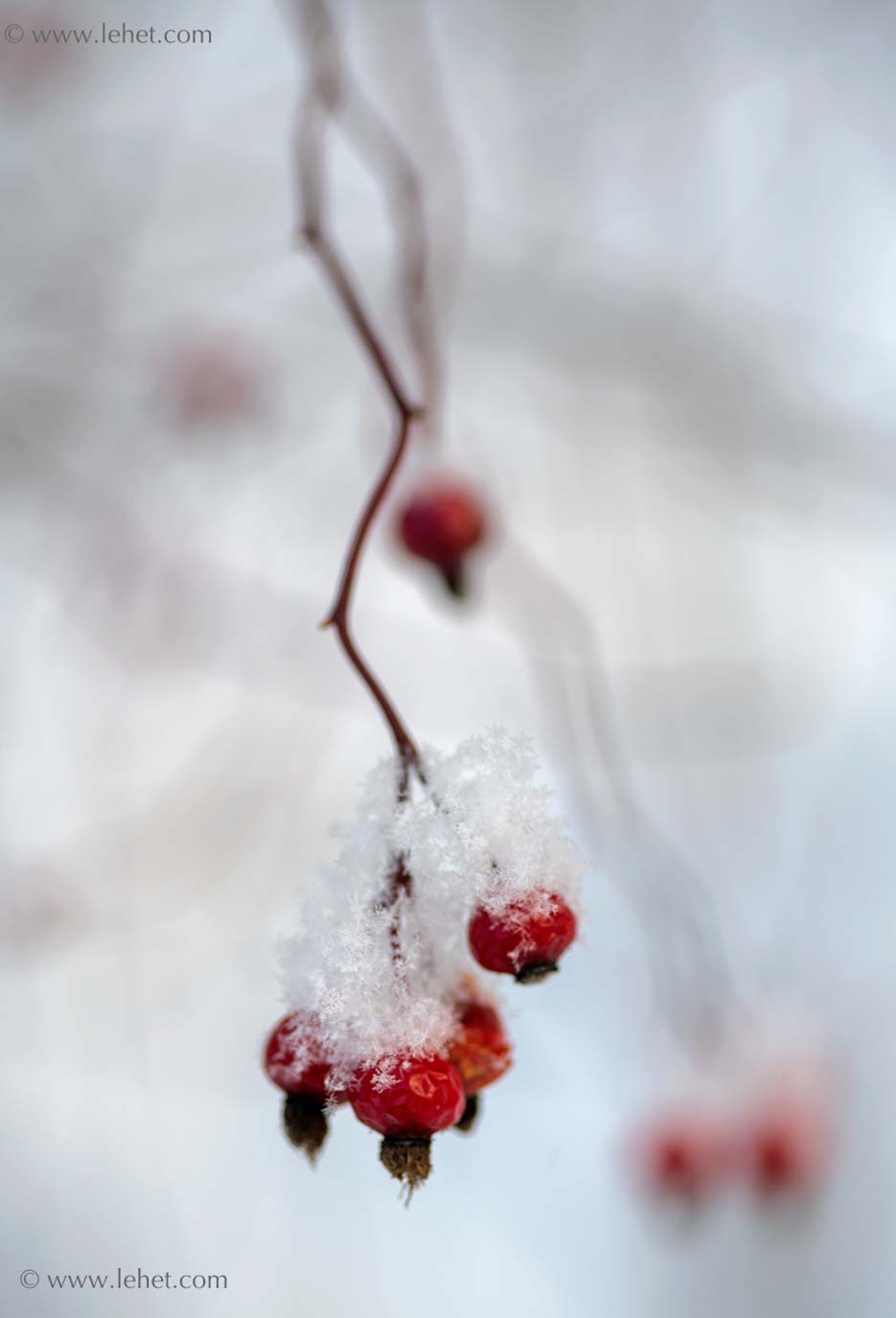 Rose Hips with Big New Snowflakes