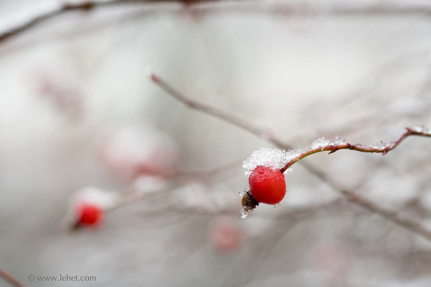Rose Hips in Snow And Fog