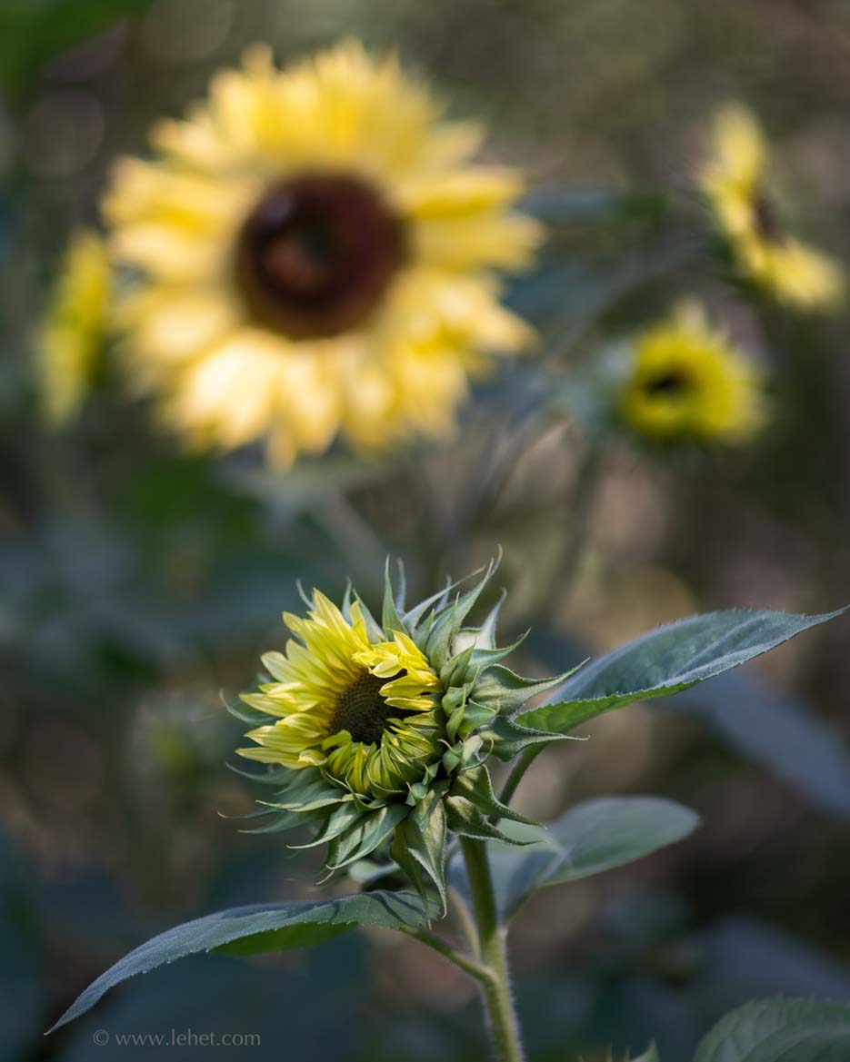 Just Opening Sunflower in Sunlight