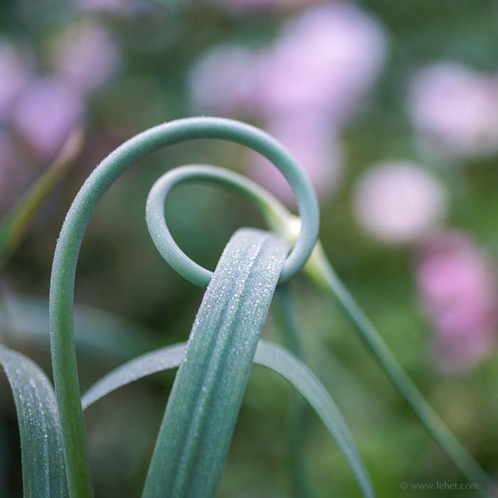 Garlic Scape by Raubritter Pink Roses