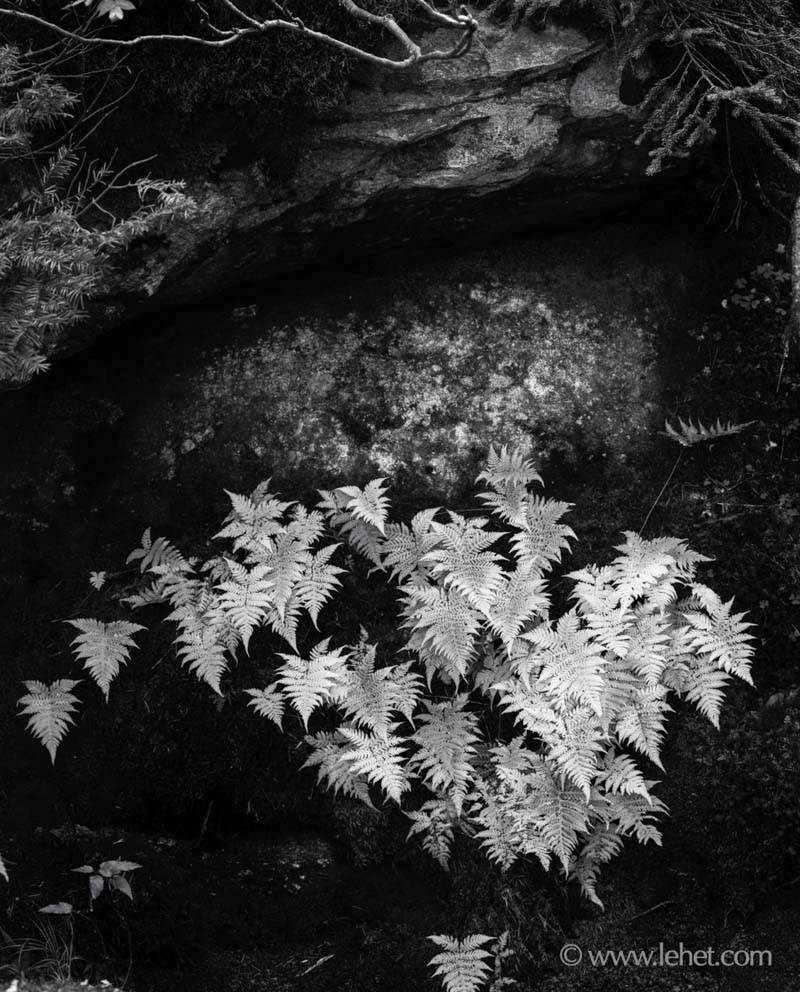 Ferns, Mahoosuc Notch, Maine