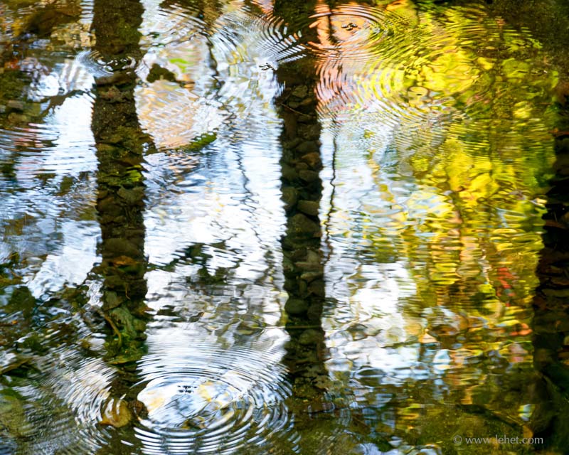 Five Water Striders, Autumn, Vermont