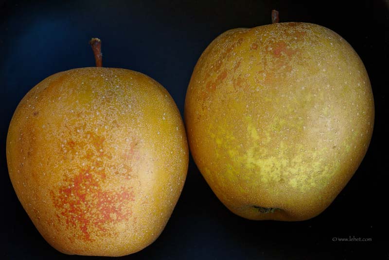 Two Apples: Hudson's Golden Gem