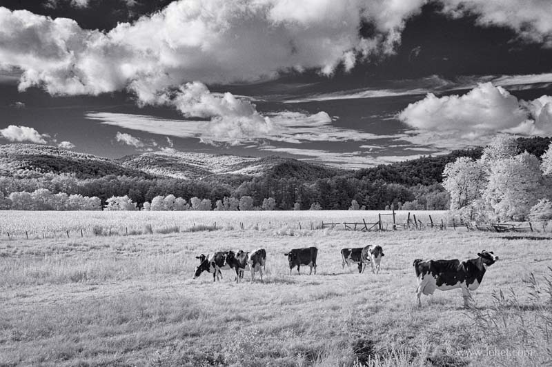 Cows, Infrared, Orford NH