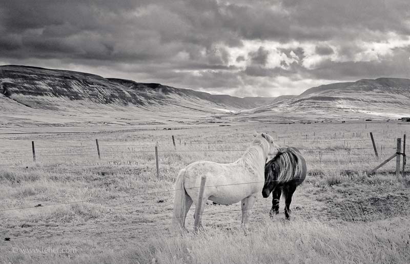 Two Horses, Iceland