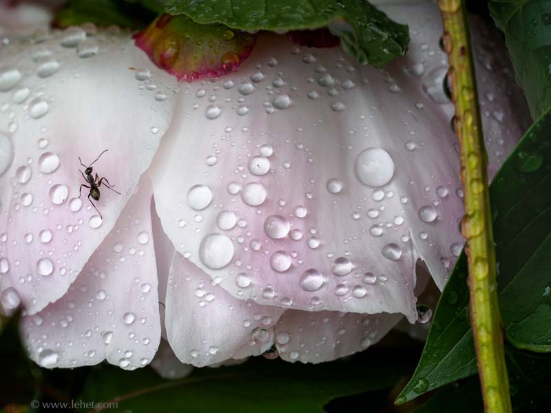 Ant on Pink Peony After Rain