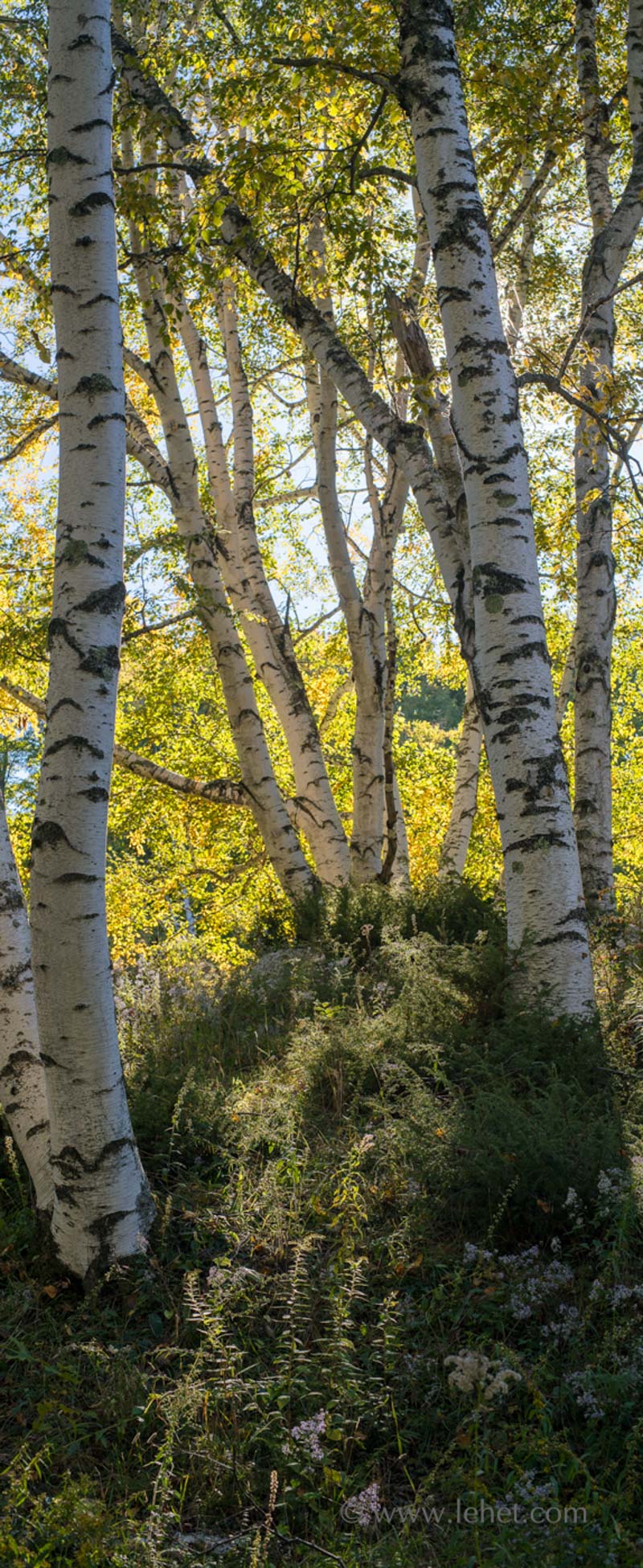 Yellow Leaf Birches and Asters Panorama
