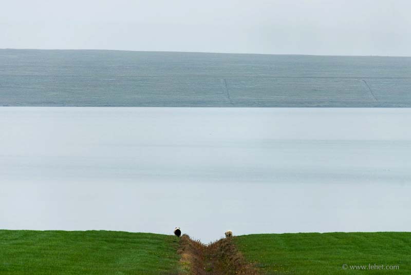 Black Sheep, White Sheep, Separated, Iceland, 2007