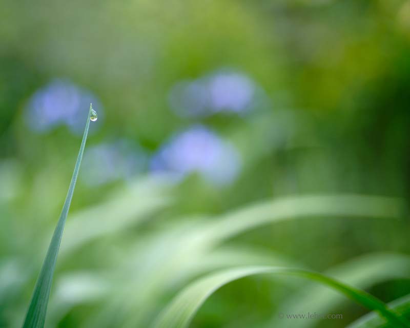 Dew Drop, Four Blue Flag Iris, Bokeh