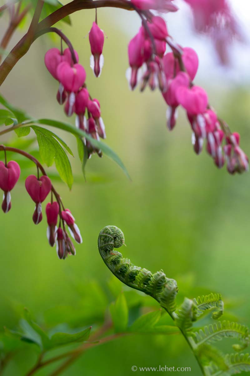 Dicentra and Fiddlehead, Spring Green