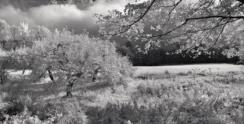 Edge of Apple Orchard, Light Through Maples