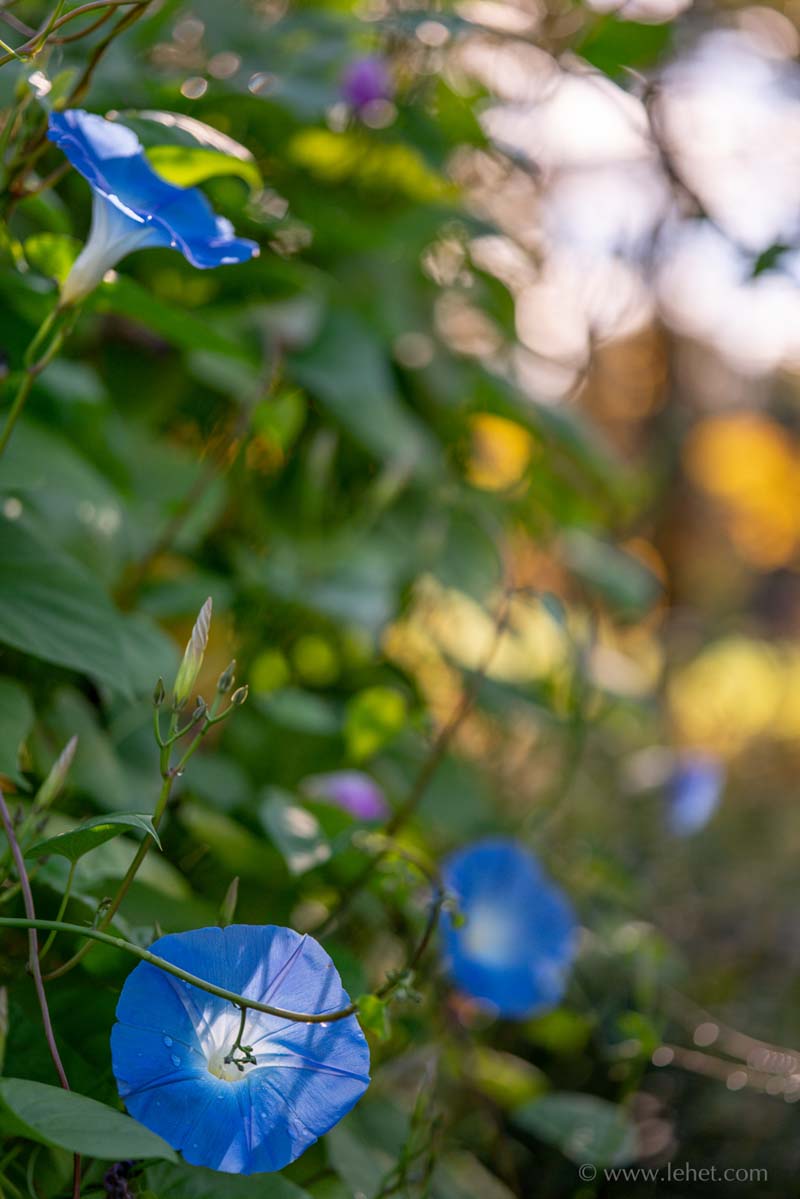 Four Blue Morning Glories with Raindrops,Autumn