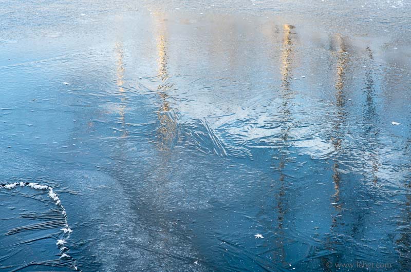 Frost Flowers and Birch Reflections on New Ice