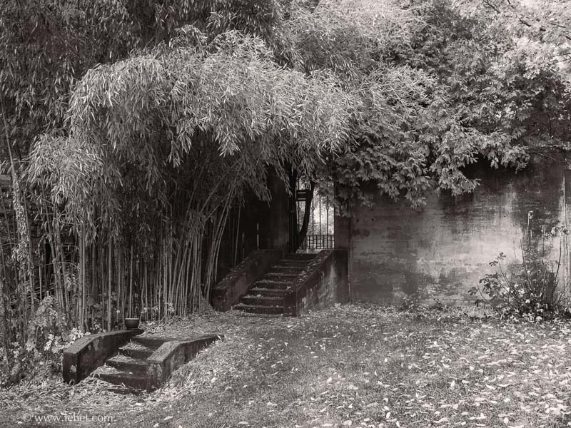 Garden Gate Through Bamboo, Garrison NY