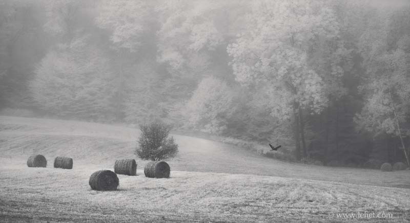 Seven Hay Bales in Fog, Heron in Flight, Vermont