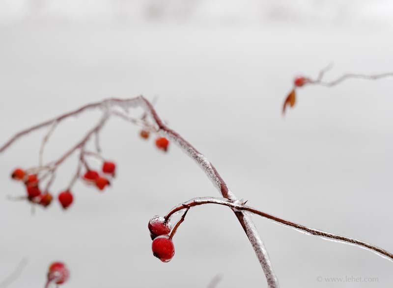 Rose Hips After Ice Storm