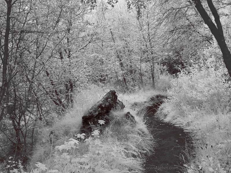 Path Through Birch Wood Near Lake Myvatn