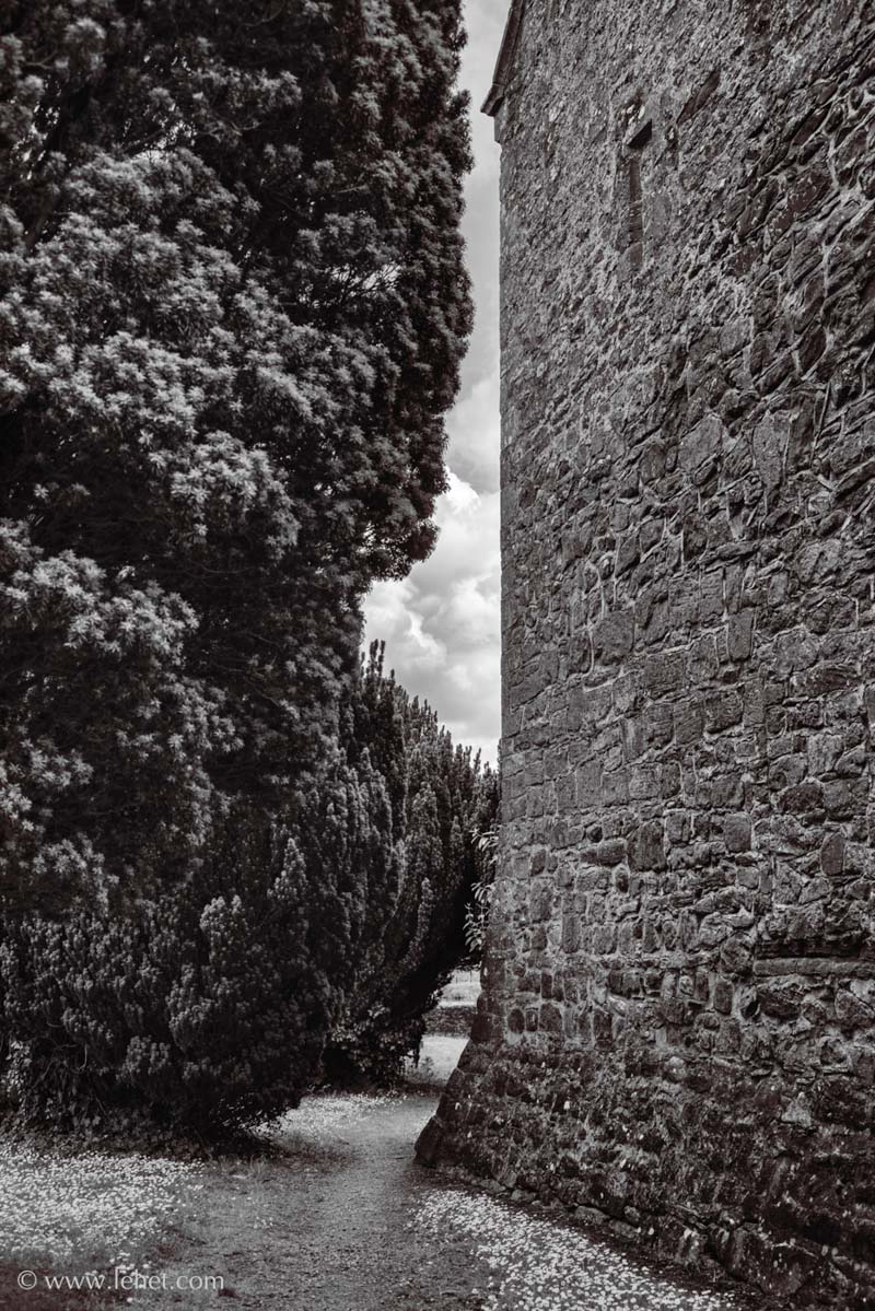 Church Wall, Path, and Yew, Ireland