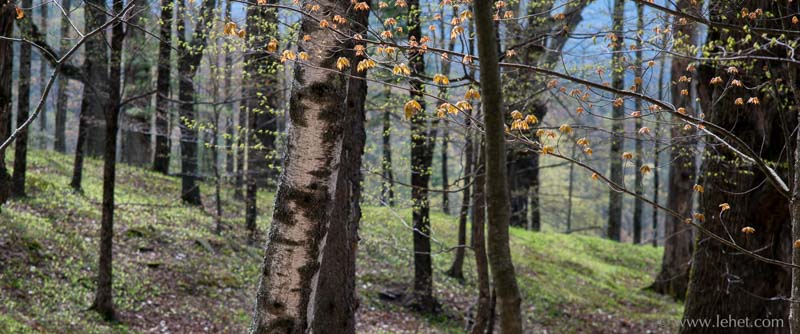 New Red Maple Leaves, Spring in Open Woods, Panorama