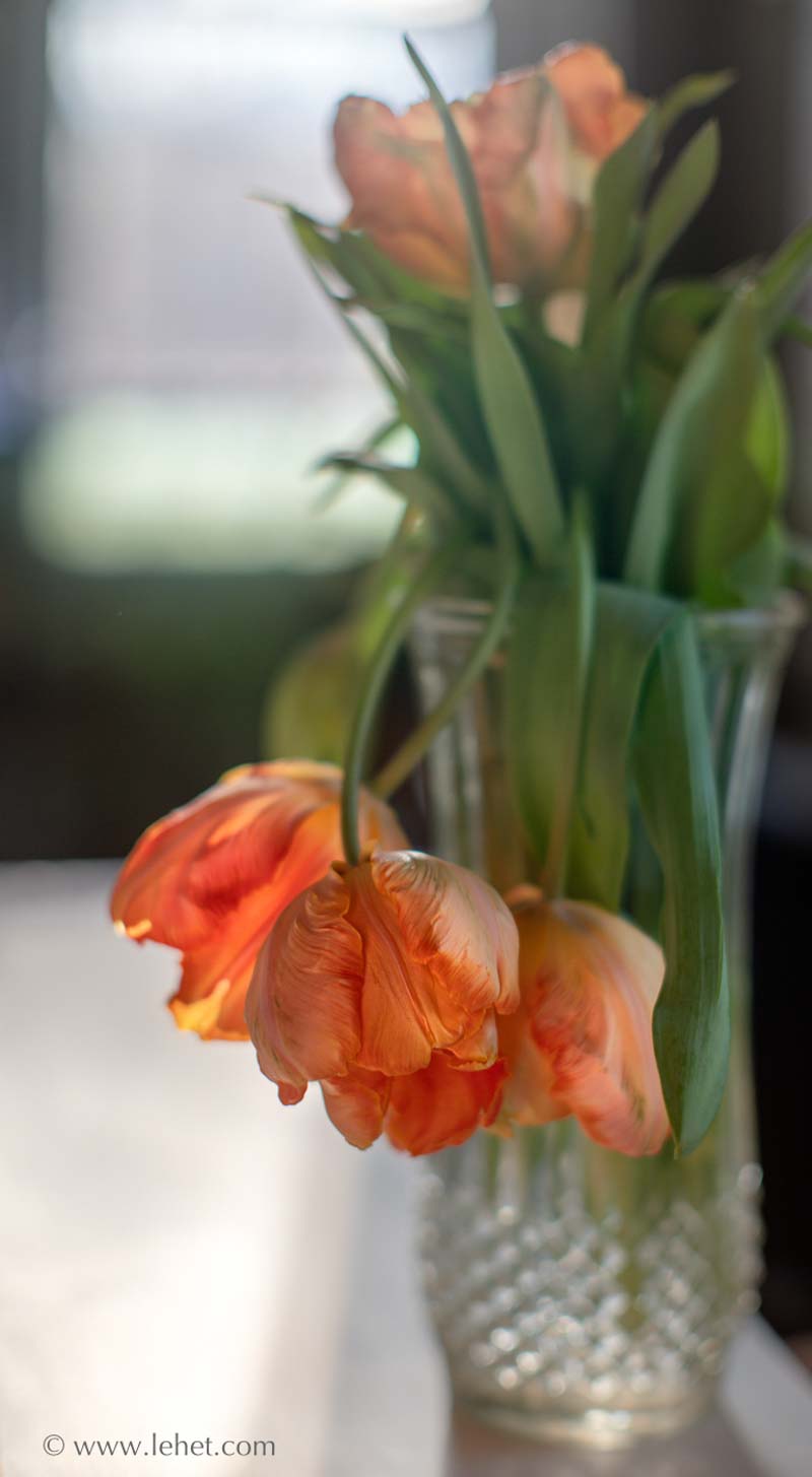 Orange Parrot Tulips in Glass Vase