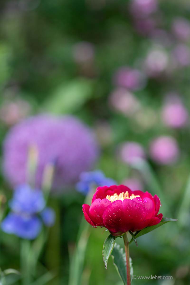 Red Peony After Rain,by Iris and Roses