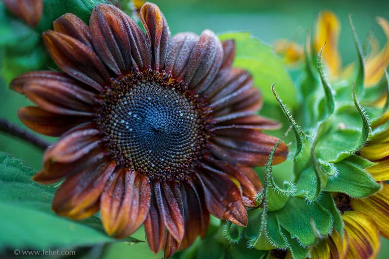 Red Sunflower and Dew
