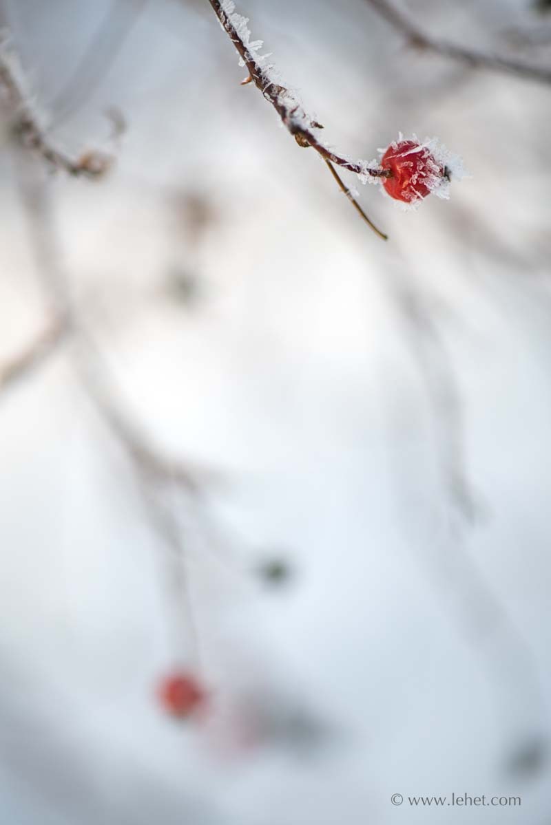 Rose Hip and Rime Ice in Fog