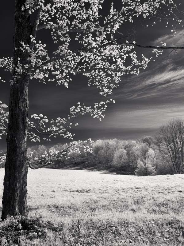 Spring Maple, Infrared, Vermont