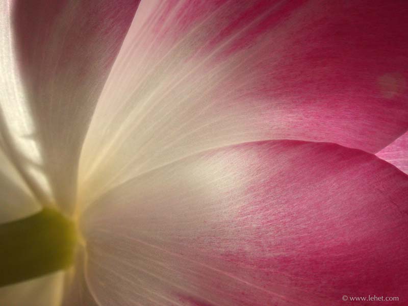Light Through Tulip