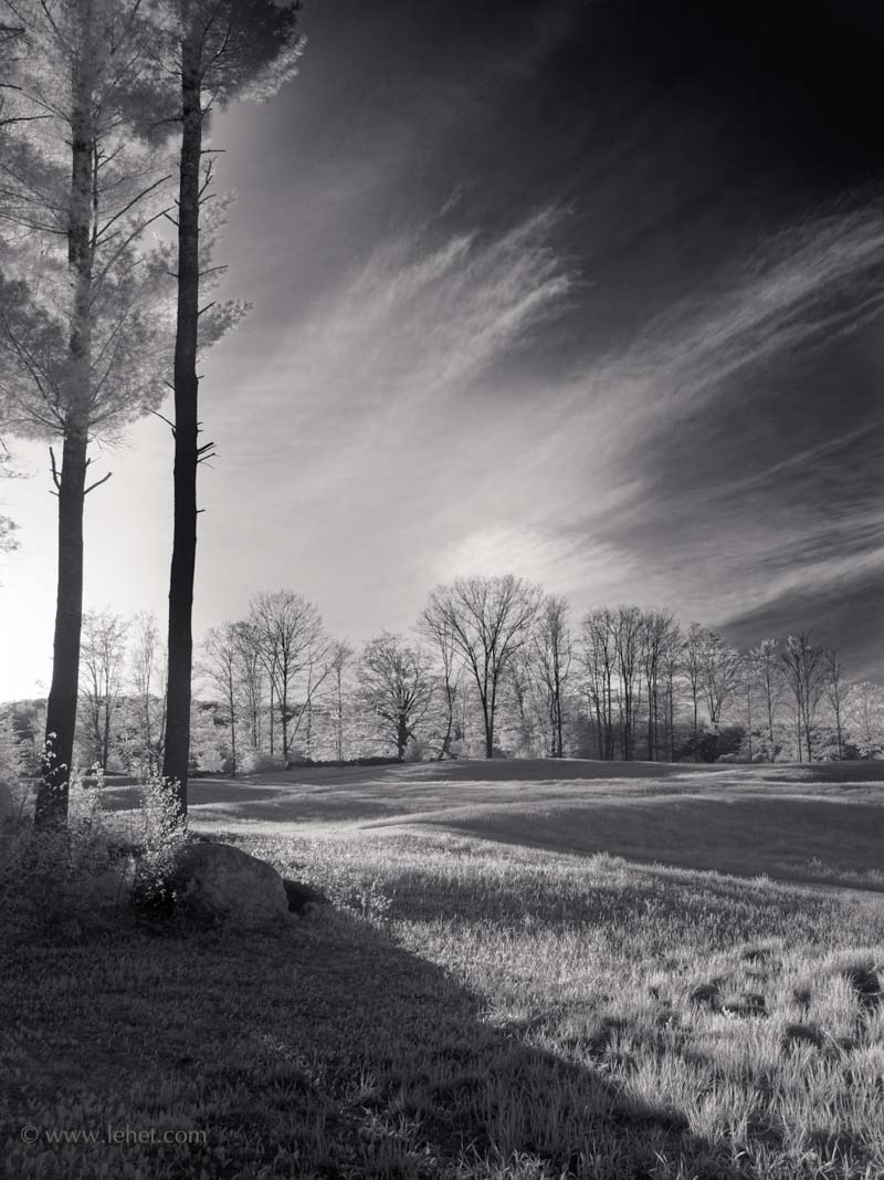 Two Tall PInes, Sun on Meadow, Infrared