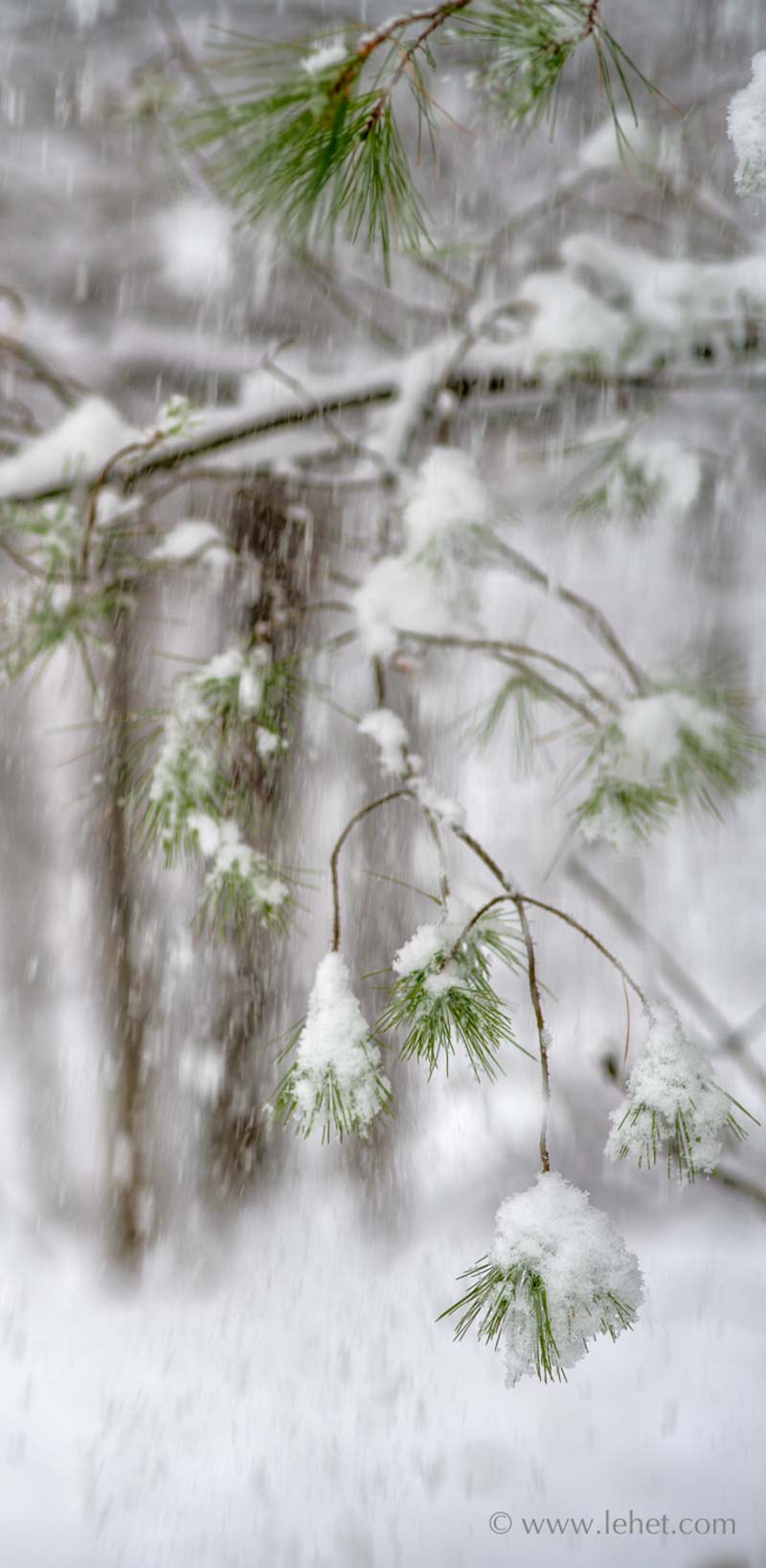 Pine Bough in Heavy Snow