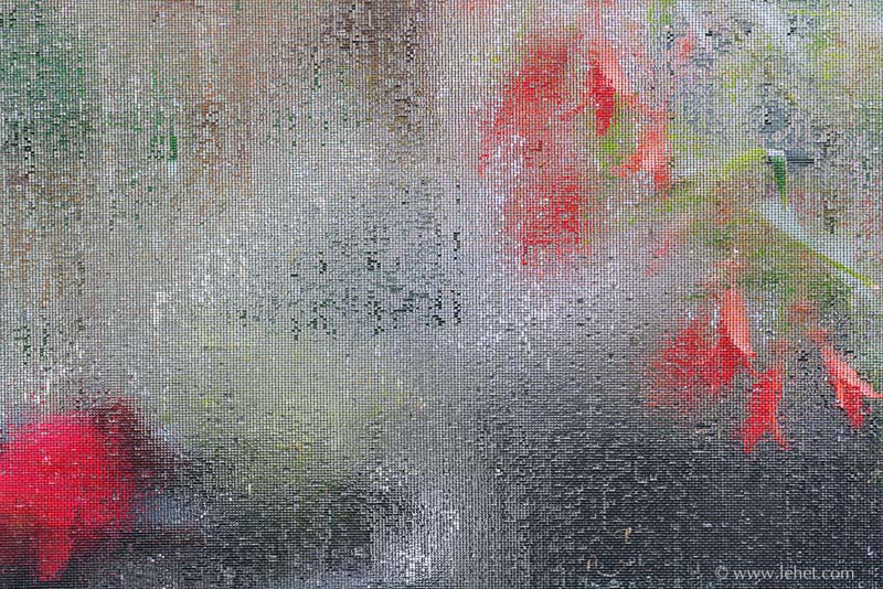 Orange and Scarlet Begonias Through Drenched Screen